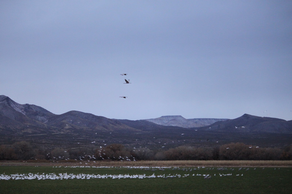 Flying to the Owl Bar