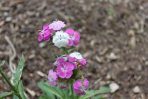 More Flowers 